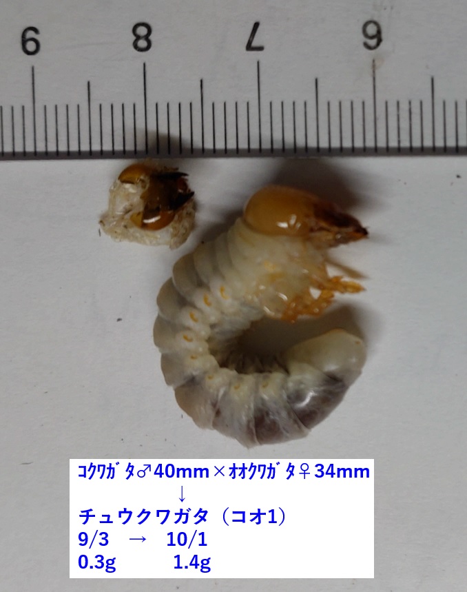 ｺｸﾜｶﾞﾀ♂×ｵｵｸﾜｶﾞﾀ♀=ﾁｭｳｸﾜｶﾞﾀの幼虫 KO1成長過程_2023年10月1日